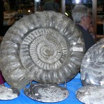 Fossilien