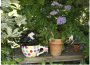 Heute noch: Sommerfest bei den Gartenfreunden Wiesloch e.V.