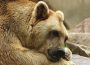 Traurige Nachrichten aus dem Zoo Heidelberg