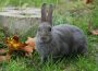 Wer vermisst sein Kaninchen?