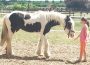 Ferienreitkurs vom 31.07. – 04.08.2017