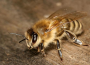 Ohne Bienen bleibt der Obstkorb leer