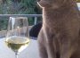 Wann ist eine Katze ein Fundtier?
