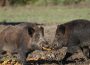 Wildtiere in Wohngebieten