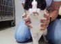 Hilflos ausgesetzt – Fassungslosigkeit im Tierheim
