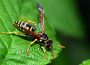 Wespen, Bienen oder Hornissen – Freund oder Feind?!