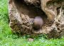 Zoo Heidelberg ist guter Hoffnung – ein Ausflug lohnt allemal