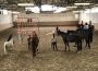 Gelassenheitstraining für Pferd und Reiter war ein voller Erfolg