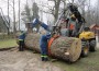 Gemeinsame Aktion von THW und Bauhof