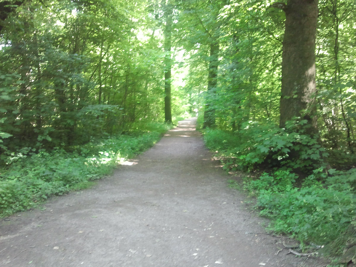 Wegeunterhaltungs-arbeiten im Dämmelwald