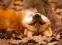 Feiertage und Ferien im Wildparadies