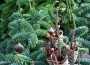 Weihnachtsbaum-Verkauf für einen sozialen Zweck
