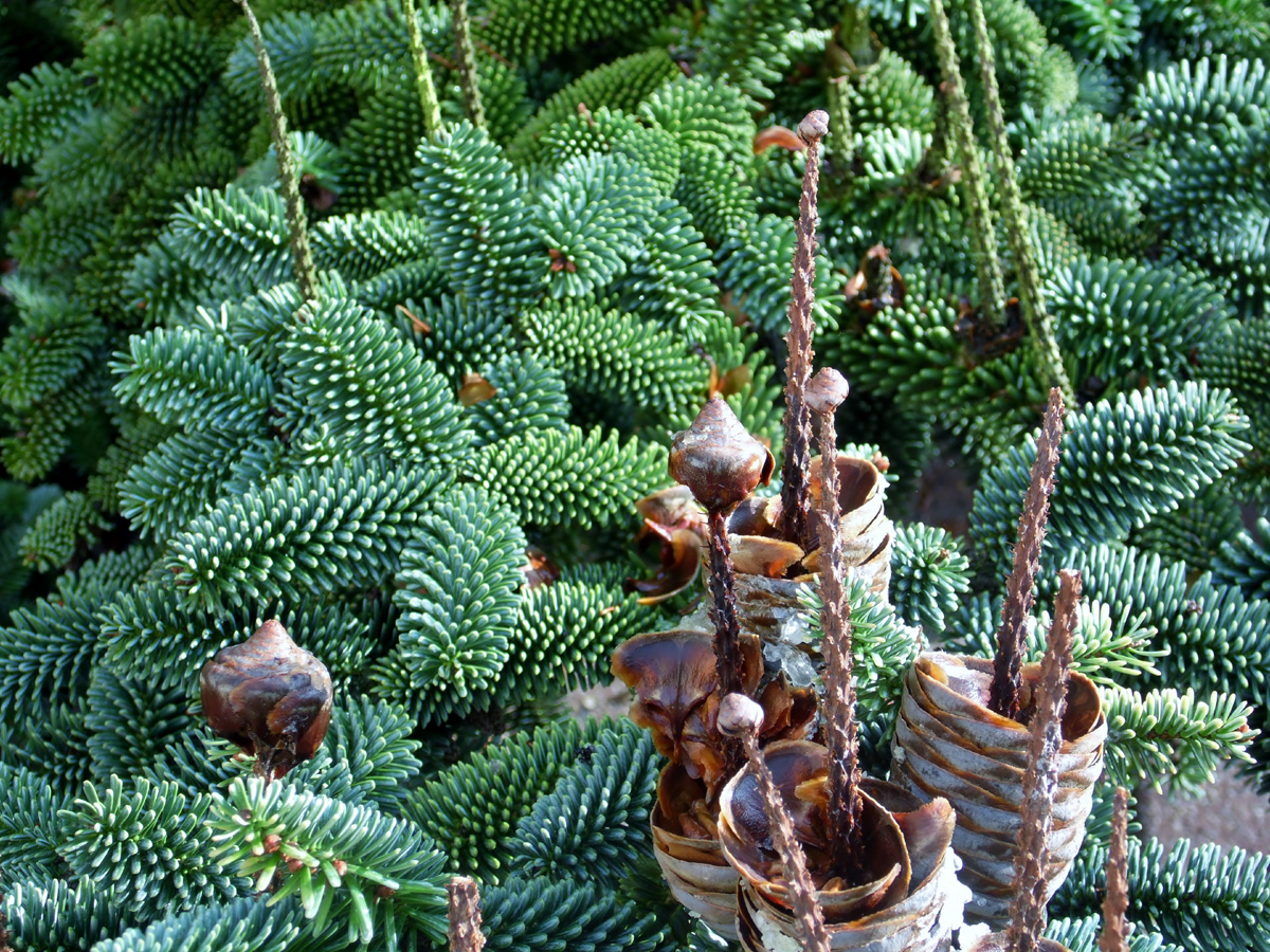 Weihnachtsbaum-Verkauf für einen sozialen Zweck