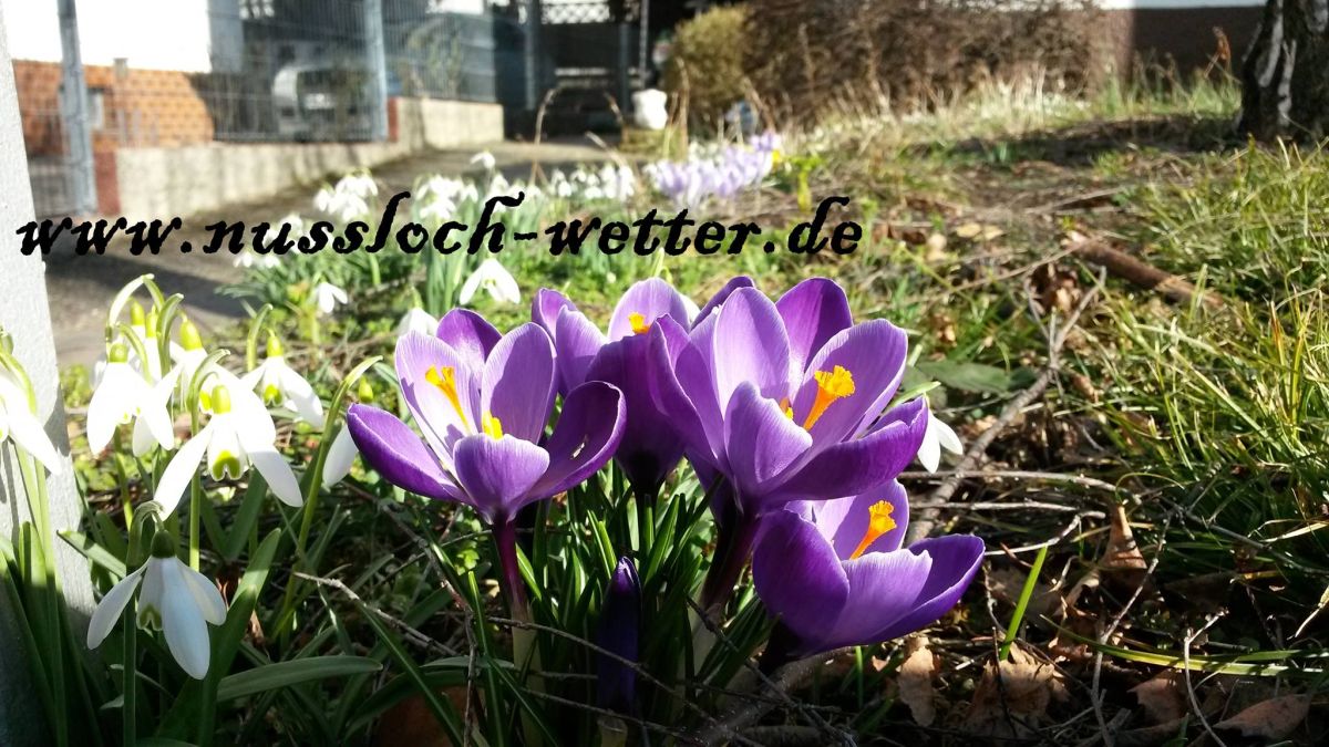 Winter ade? Ein verfrühter Frühling ist da!