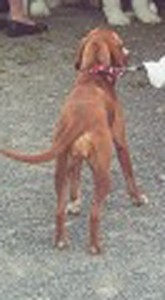 dogs-ajax.php