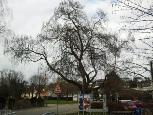 Trompetenbaum Foto/Stadt Wiesloch