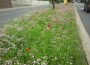 “Flower-Power vom Guerilla-Gärtner”