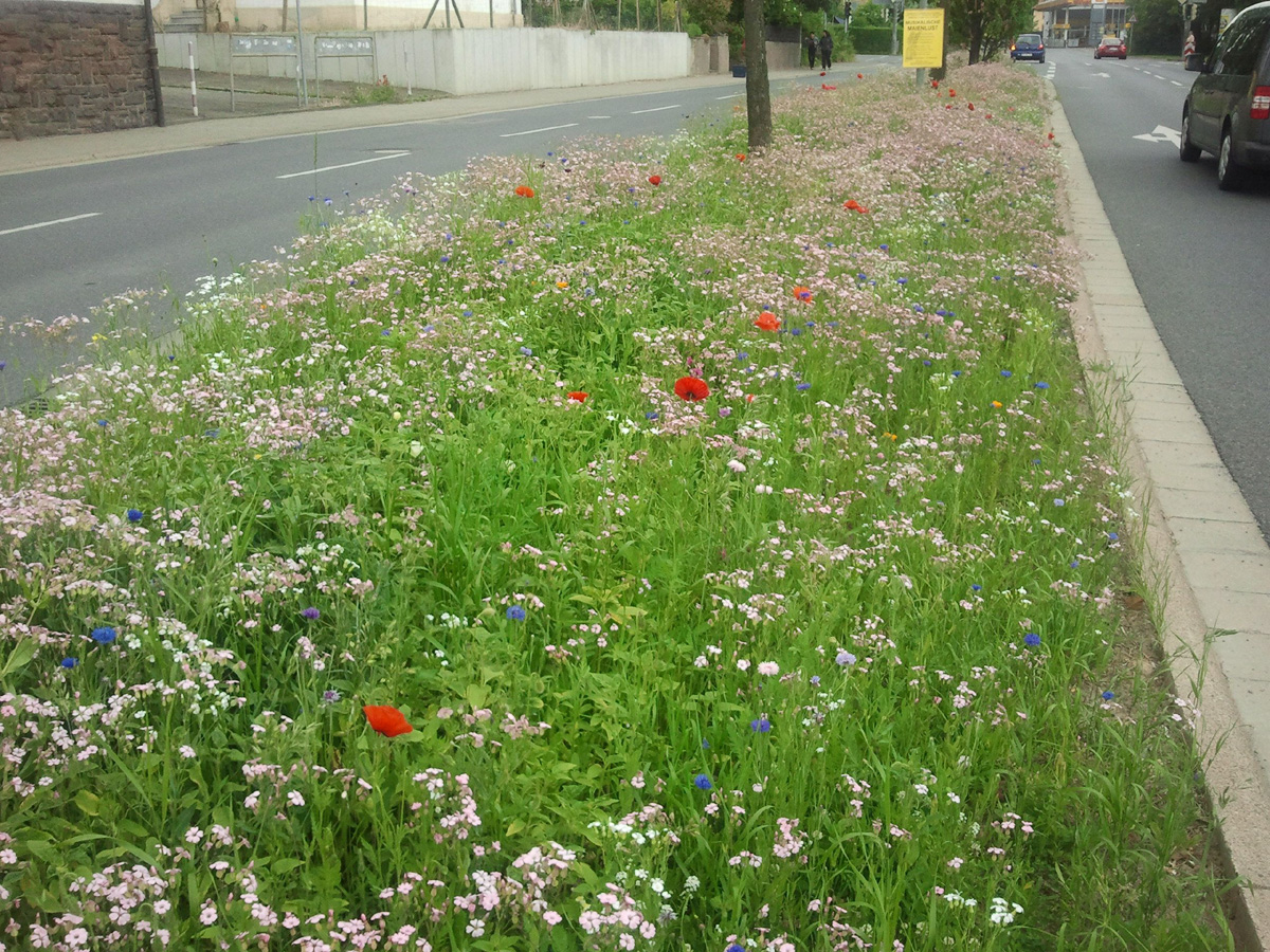 “Flower-Power vom Guerilla-Gärtner”