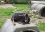 Stimmen Sie für den Spielplatz im Rauenberger Tierpark!!!