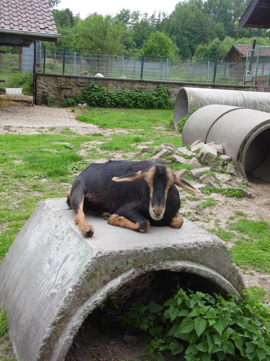 Stimmen Sie für den Spielplatz im Rauenberger Tierpark!!!