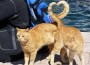 Katzenschutz Reilingen: Tue Gutes und rede darüber