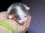 Geschichte von Sisel, dem Katzenbaby