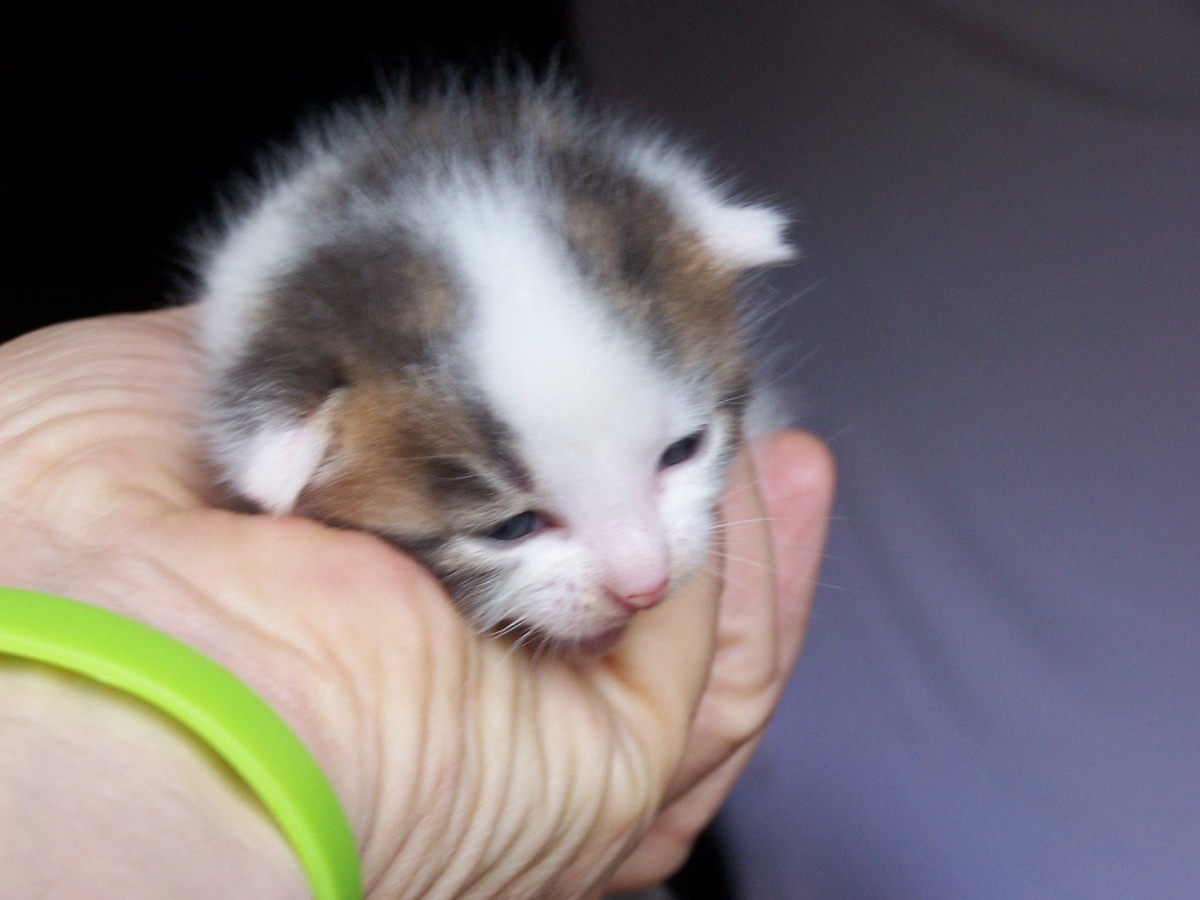 Geschichte von Sisel, dem Katzenbaby