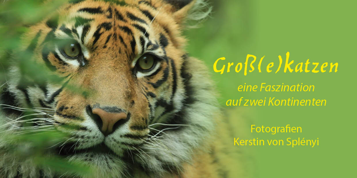 „Großkatzen – Alarm in Walldorf“ – Ausstellung im Waldrestaurant beim Zeltspektakel