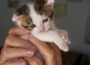 Sisel, das Katzenbaby