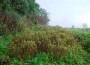 Cannabisplantage zwischen St. Leon-Rot und Malsch