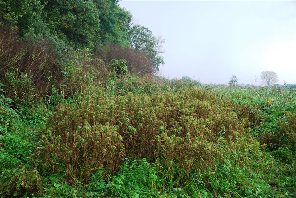 Cannabisplantage zwischen St. Leon-Rot und Malsch