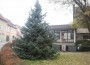 Weihnachtsbäume gespendet
