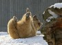 Tiere erleben auch im Winter