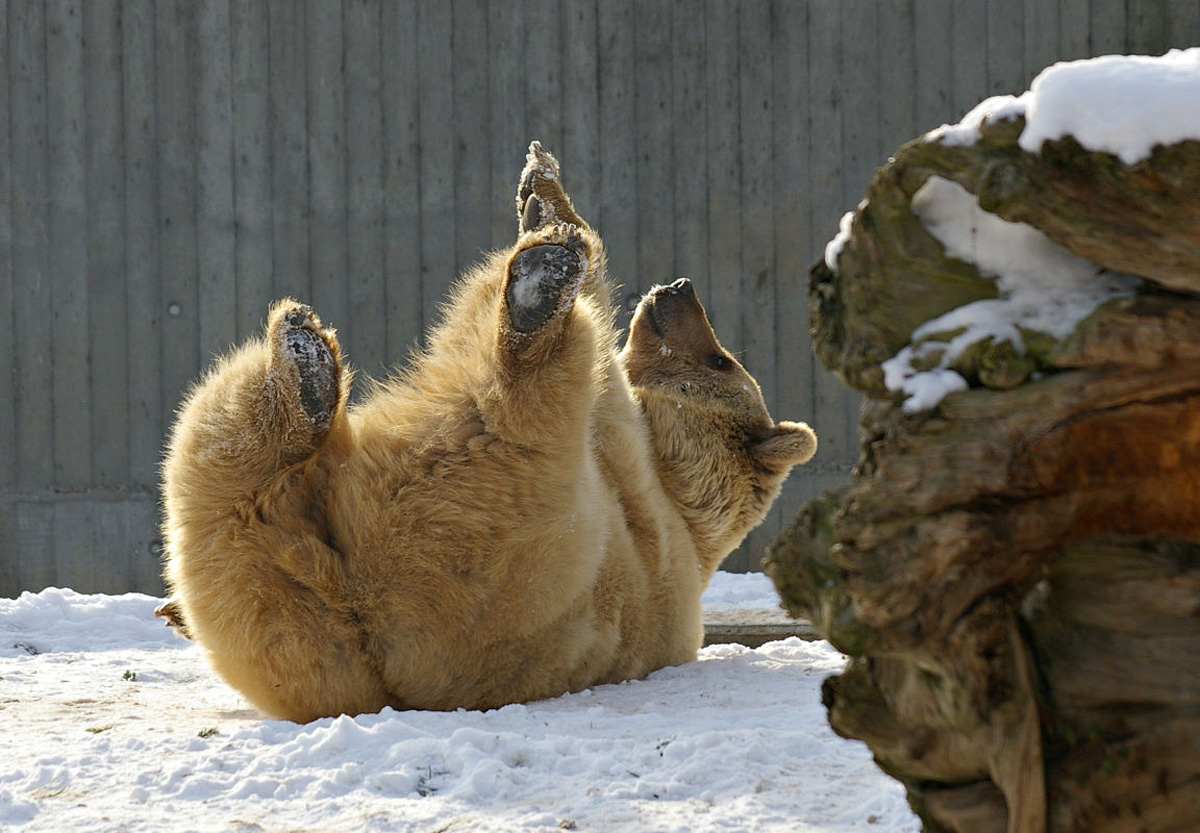 Tiere erleben auch im Winter