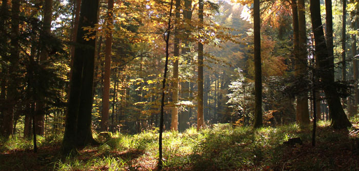 Drei Bäume für Deutschlands Einheit