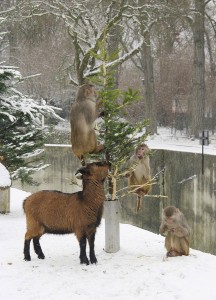 Ziege mit Rhesusaffen ©Heidrun Knigge