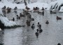 Winter – des einen Freud, des anderen Leid