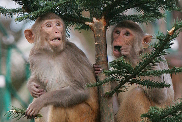 Weihnachten im Zoo Heidelberg