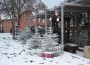 Wiesloch im Schnee