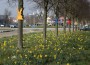 Meister Lampe unterwegs in Walldorf