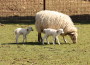 Lämmer im Rauenberger Tierpark geboren