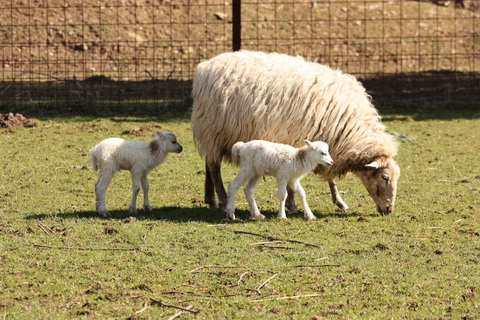 Lämmer im Rauenberger Tierpark geboren