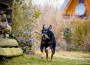 Gruppenshooting und Treffen für Listenhunde