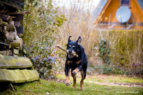 Gruppenshooting und Treffen für Listenhunde