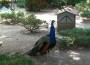 Heute: Im Tierpark Walldorf wird gefeiert!