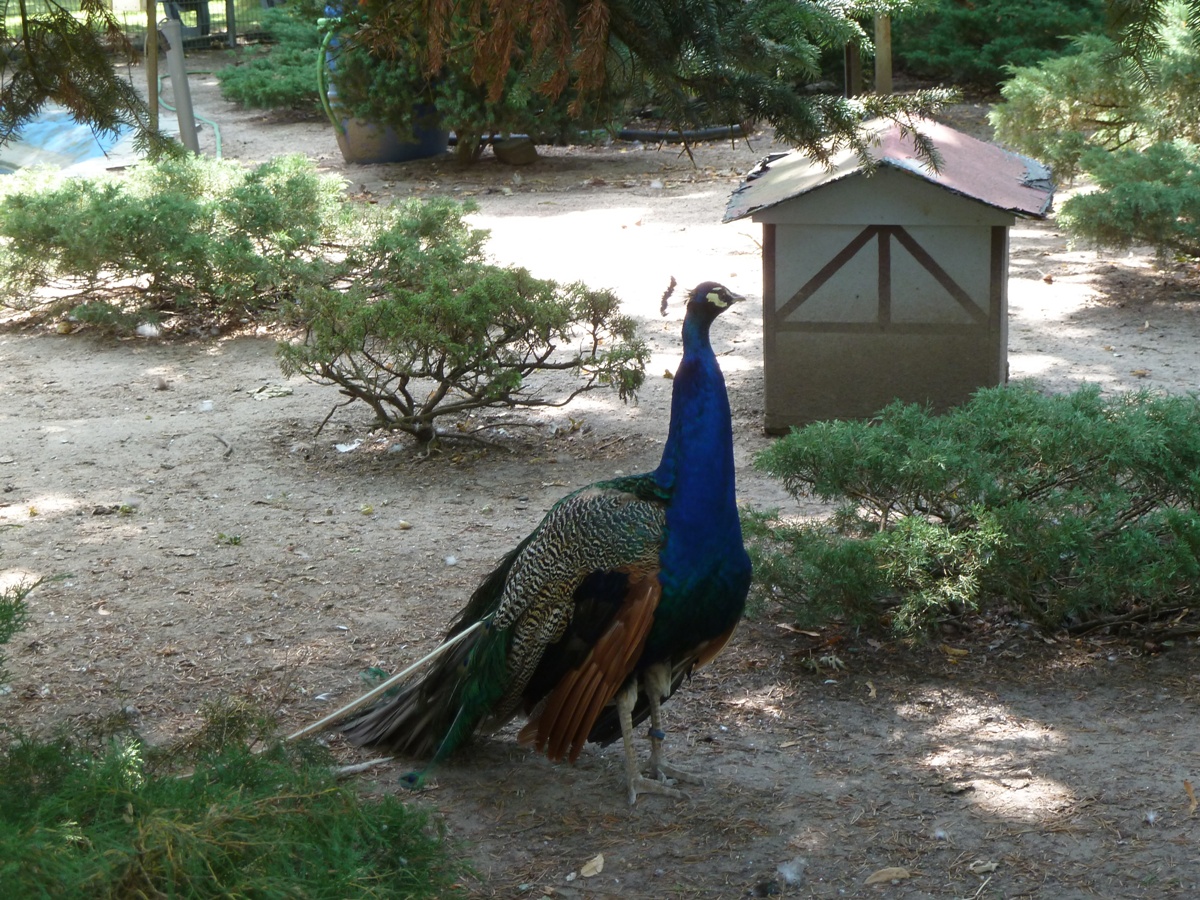 Heute: Im Tierpark Walldorf wird gefeiert!