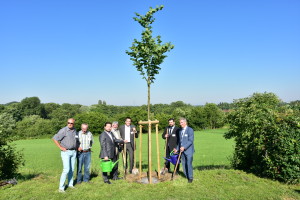PflanzungLindeWiesloch- (5)