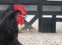 Gockelfest des Kleintierzuchtvereins Rauenberg