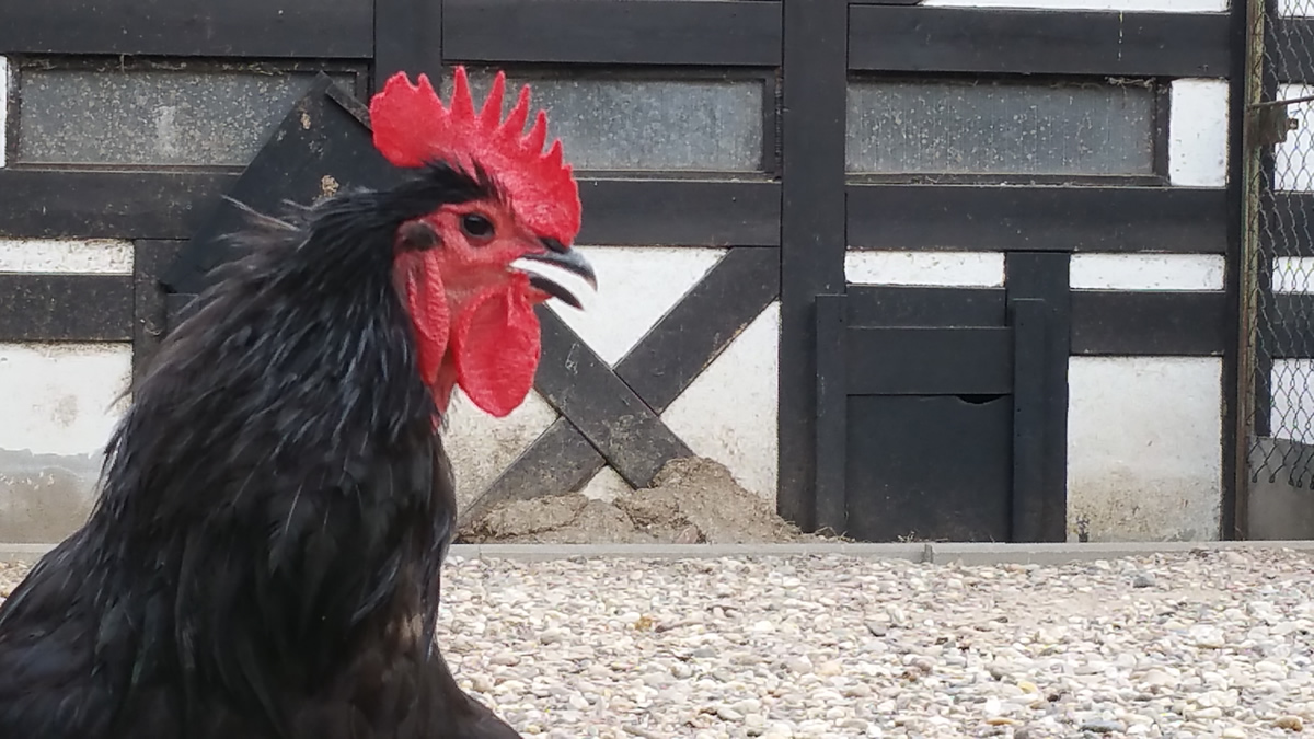 Gockelfest des Kleintierzuchtvereins Rauenberg