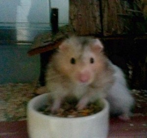Hugo, Teddyhamster, männl., geb. Juli 2014 Klein Hugo sucht ein artgerechtes Zuhause. Hamster sind nachtaktiv und nicht für kleine Kinder geeignet. Hamster sind ideal für berufstätige Menschen.
